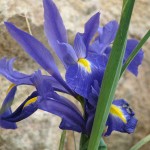 country cottage with indoor pool France patio lily blue