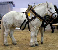 Haras de la Vendée La Roche sur yon, le percheron