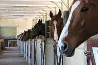 Haras de la Vendée La Roche sur yon, la race