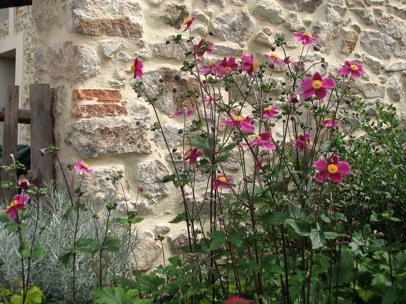 Plante fleurie devant le mur en pierre d'Abélia Gîte Vendée