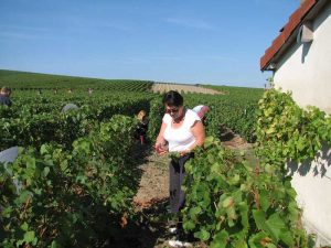 La coupe du raisin en Champagne