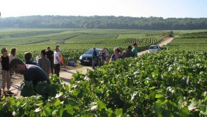 Les vrais ouvriers pendant les vendanges en Champagne