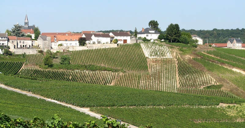 week-end et journée vendange en Champagne Grand Cru